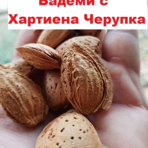 Бадеми с Хартиена Черупка